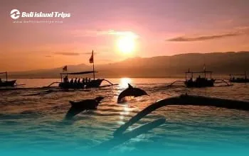 Dolphin Sunrise Tour