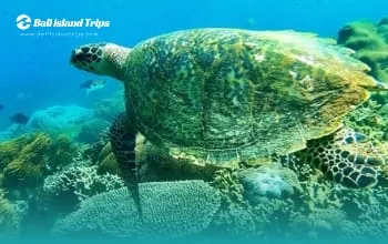 Snorkling Blue Lagoon